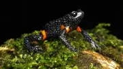 7 Rare Galaxy Frogs Presumed Dead in Kerala, Study Blames Photo Tourism