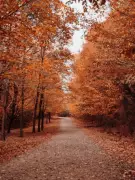 8 Breathtaking Global Destinations for Perfect Autumn Road Trips