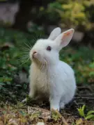 8 Rare Rabbit Species: Living Fossils to Teddy Bear Lookalikes