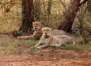 African Cheetahs Set to Return to Indian Wilderness in Groundbreaking Conservation Project