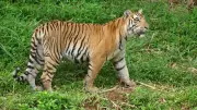 Aged Nagarahole Tigress Rescued, Shifted to Bannerghatta After Canine Wear