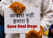 Animal Activists Protest at Jantar Mantar Against SC Order on Stray Dogs