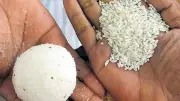 Anna Bhagya Scheme Scandal: Truck Seized in Udupi for Illegal Rice Transportation