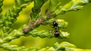 Ant Queen's Chemical Coup: How an Invader Forces Workers to Kill Their Mother