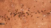 Ants Speak Through Scent: The Secret Language of Smells Revealed