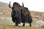 Arunachal CM Pema Khandu Announces Formation of Yak Federation of India