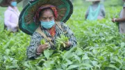 Assam Grants Land Rights to 3.33 Lakh Tea Garden Workers in Historic Move