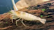 Bamboo Shrimp Rediscovered in India After 72 Years in Karnataka & Odisha