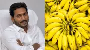 Banana Prices Crash to 50 Paise per Kg in Andhra Pradesh, Jagan Calls it Cruel