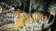 Bandipur Tiger That Killed Farmer Rescued After Snare Injury