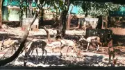 Belagavi Zoo Blackbuck Tragedy: Haemorrhagic Septicaemia Confirmed