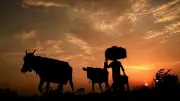 Bengaluru Farmers Issue Ultimatum: No Fair Compensation, No BBC Project