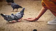 Bengaluru MLA Calls for Pigeon Feeding Ban in Public Parks | Health Hazard Alert