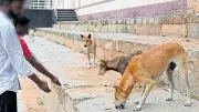 Bengaluru to Build 8 New Dog Pounds to Tackle Stray Menace
