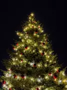 Beyond the Bin: 5 Eco-Friendly Ways to Reuse Your Christmas Tree in India
