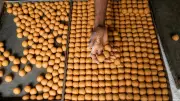 Bihar BJP Orders 501 kg Laddoos in Victory Anticipation for 2025 Polls