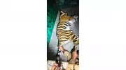 Brave Rescue in Bandipur: Female Tiger Cub Saved from Village Well