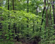 Centre Blocks Mining Project in Karnataka's Tumakuru Reserve Forest - Environmental Victory