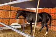 Chandigarh's ₹15 Crore Marwari Stallion Steals the Show at Pushkar Fair
