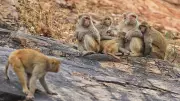 Delhi Assembly to Use Langur Sounds to Scare Off Troublemaking Monkeys