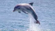 Dolphins Delight Mumbai: Viral Video Captures Pod Swimming Near Worli Sea Face