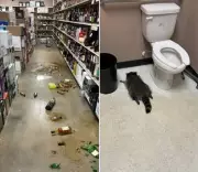 Drunk Raccoon's Liquor Store Rampage in Virginia Ends in Bathroom Nap