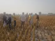 Fatehabad's Farm Fire Crisis: 1,500+ Incidents Spark Health & Political Heat