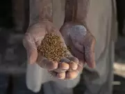 Food Crisis Alert: KP Urges Punjab to Lift Wheat & Flour Ban Amid Shortage Fears