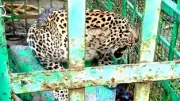 Forest Watcher Injured During Leopard Rescue in Bandipur Tiger Reserve