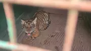 Four Tiger Cubs Rescued, Reunited with Mother in Karnataka's Hunsur