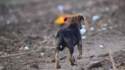 From Stray to Stay: Heartwarming Tale of Jimmy the Dog's Journey to a Forever Home