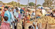 Godachi's Wood Apple Festival: A Unique Blend of Health & Tradition in Karnataka
