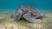 Green Sea Turtles No Longer Endangered: A 28% Population Rise Since 1970s