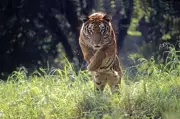 Gujarat Rejoins India's Tiger Map After 30+ Years with New Sighting