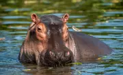 Hippo Stuck in Alipore Zoo Pool for 3 Weeks Gets Special Physiotherapy
