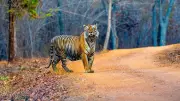 India Lost 166 Tigers in 2024, 60 Deaths Outside Protected Areas