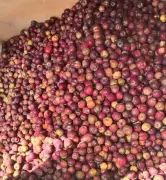 India-New Zealand FTA: Safeguards for Apple Farmers Amidst Trade Deal