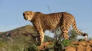 India Set to Welcome 5 Botswana Cheetahs by Early 2025: Key Details