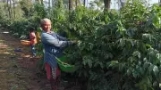 India's Coffee Output Sees Marginal Growth in FY26 Amid Climate Challenges