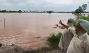 India's Crops Ravaged by Erratic Monsoon: Farmers Face Ruin as Late Rains Wreak Havoc