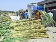 India's Sugar Output to Jump 16% in 2025-26, Exports Get Green Light