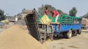 Kapurthala's Paddy Procurement Soars: Over 3.64 Lakh Metric Tons Purchased in Local Markets