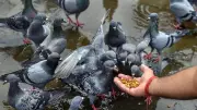 Karnataka Bans Pigeon Feeding in Cities to Curb Health Hazards