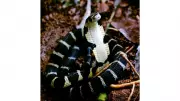 Karnataka Forest Department Takes Legal Action Against KCRE for Wildlife Act Violations