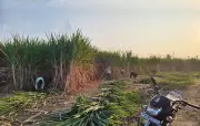 Karnataka Sugarcane Farmers Demand ₹35,000 Per Tonne, Threaten Mass Protest on October 30