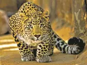 Leopard Attacks Woman Through Safari Bus Window in Bannerghatta Park