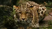 Leopard Hunt in Pune's Aundh Continues as Fake AI Images Spread Panic