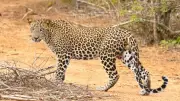 Leopard Sighting in Pune's Bavdhan Triggers Forest Dept Search Operation