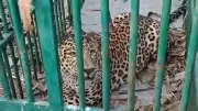 Male Leopard Rescued in Mysuru's H.D. Kote After 6-Hour Operation