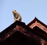 Monkeys in Shimla: A 150-Year Saga of Coexistence and Conflict